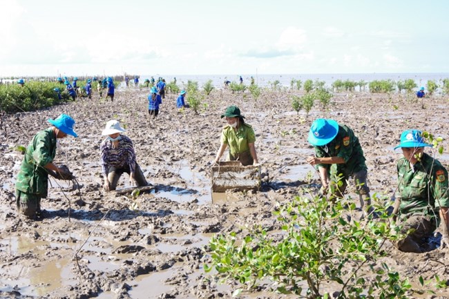 Sóc Trăng tổ chức trồng rừng phòng hộ ven biển (13/5/2023)